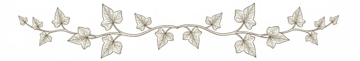 Ivy Vine Divider White Background